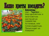 Бархатцы - (лат. Tagetes) — род однолетних и многолетних растений из семейства Астровые, или Сложноцветные. Происходят из Америки.