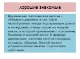 Хорошие знакомые. Деревенская ласточка или касатка – обитатель деревень и сел. Свои чашеобразные гнезда под крышами домов и на чердаках, птицы строят из мокрой земли, к которой примешивают соломинки, былинки и конский волос. В природе деревенские ласточки селятся в пещерах, на скалах, обрывах. Весно