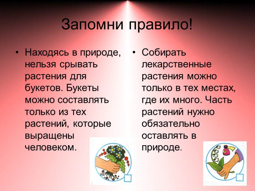 Находится правило. Нельзя срывать лекарственные растения. Нельзя срывать растения для букетов. Обращение растений к ребятам. Правила берегите растения.