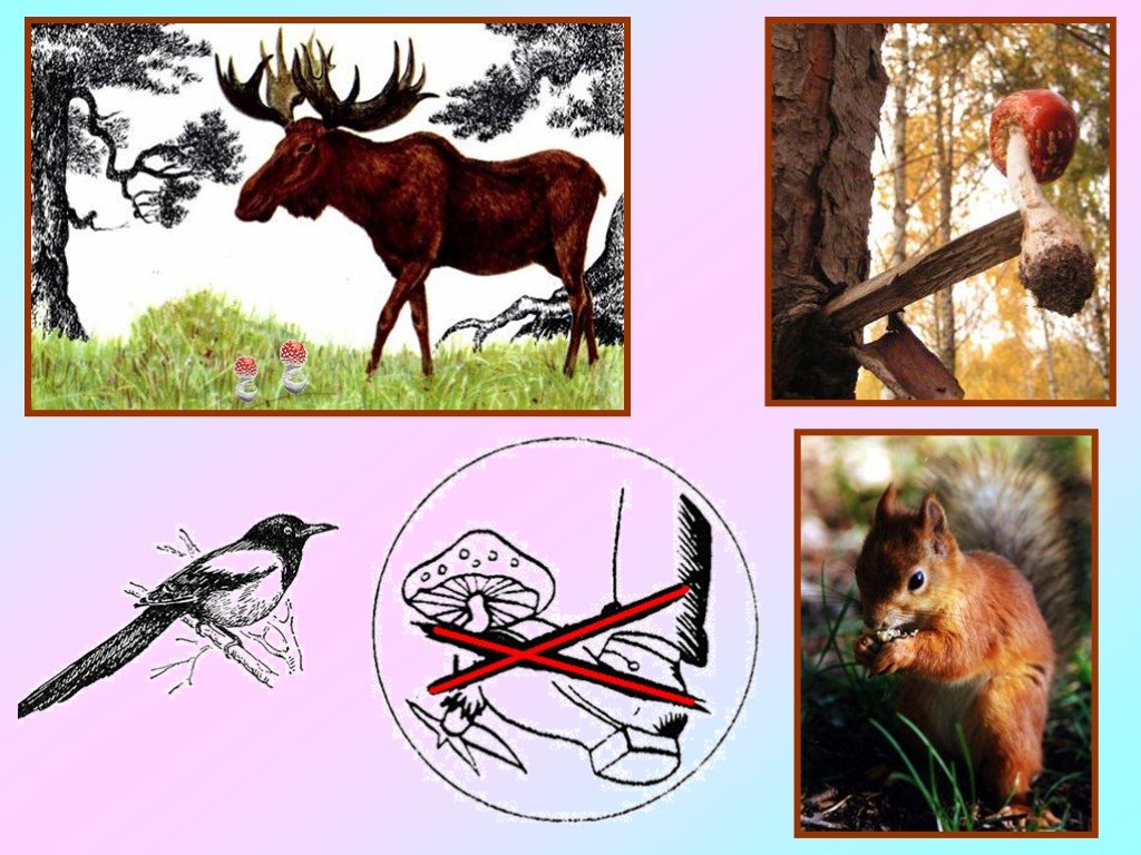 Охрана природы весной. Охрана животных картинки. Охрана природы 1 класс перспектива. Охрана природы осенью и зимой.