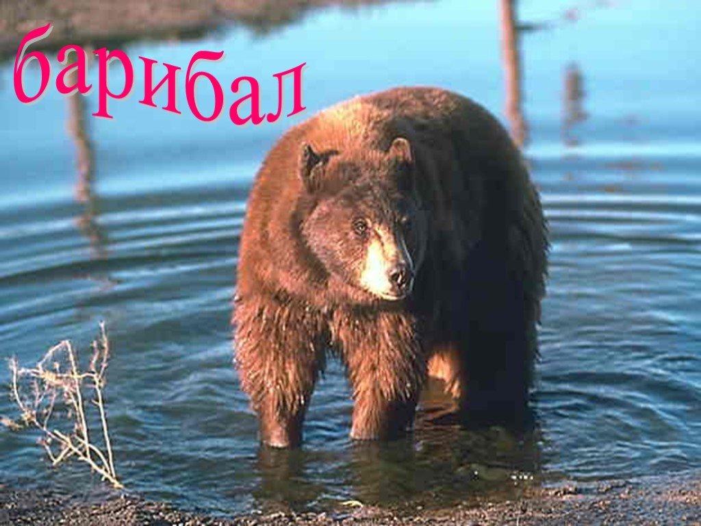 Поражает своим разнообразием. Бурый медведь по воде Алтай. Медведь по воде Алтай. Восточно-Сибирский Лев. Медведи лес зима Берлога.