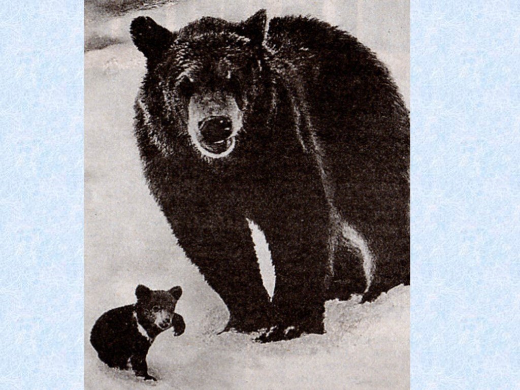Медведь годы жизни. Медведи на слайдах СССР. Медведь презентация по изо. Какой на вкус медведь. Медведь картинка для презентации.