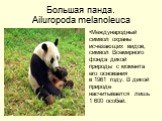 Большая панда. Ailuropoda melanoleuca. Международный символ охраны исчезающих видов, символ Всемирного фонда дикой природы с момента его основания в 1961 году. В дикой природе насчитывается лишь 1 600 особей.