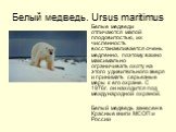 Белый медведь. Ursus maritimus. Белые медведи отличаются малой плодовитостью, их численность восстанавливается очень медленно, поэтому важно максимально ограничивать охоту на этого удивительного зверя и принимать серьезные меры к его охране. С 1976г. он находится под международной охраной. Белый мед