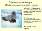 Тихоокеанский морж. Odobenus rosmarus divergens. Обитают в Беринговом и Чукотском морях. Это самые поздние жертвы глобального потепления. На льдинах они отдыхают,выращивают потомство и спасаются от хищников. Нет льда — нет моржей.