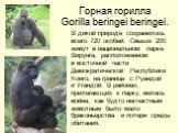 Горная горилла Gorilla beringei beringei. В дикой природе сохранилось всего 720 особей. Свыше 200 живут в национальном парке Вирунга, расположенном в восточной части Демократической Республики Конго, на границе с Руандой и Угандой. В районах, прилегающих к парку, велась война, как будто несчастным ж