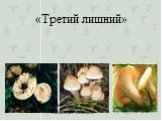 Ядовитый гриб – Ложный опенок
