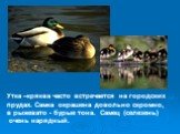 Утка –кряква часто встречается на городских прудах. Самка окрашена довольно скромно, в рыжевато - бурые тона. Самец (селезень) очень нарядный.