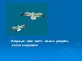 Озерных чаек часто можно увидеть возле водоемов