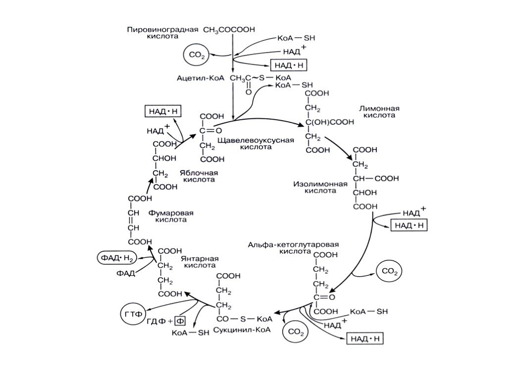 Цикл кребса в митохондриях. Аэробная стадия дыхания цикл Кребса. Схема образования ацетил КОА. Пути образования ацетил КОА. Пировиноградная кислота ацетил КОА цикл Кребса.