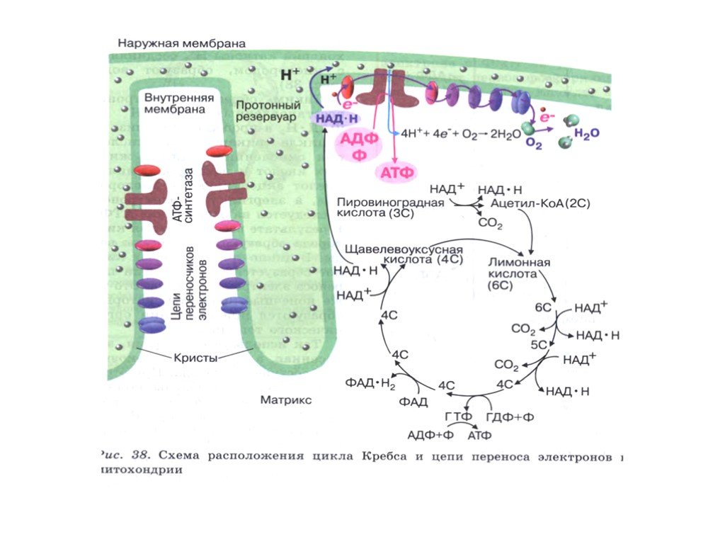 Митохондрия аэробный. Синтез АТФ В митохондрии клетки схема. Энергетический обмен цикл Кребса и окислительное фосфорилирование. Схема клеточного дыхания цикл Кребса. Этапы энергетического обмена таблица цикл Кребса.