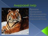 Амурский тигр. Причины вымирания: Браконьерство Исчезновение кормовой базы