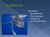 Голубой кит. Причина вымирания: Оскудение запасов зоопланктона