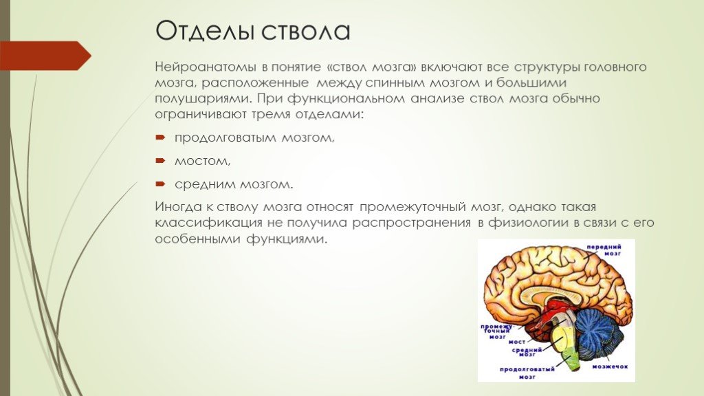 Отдел ствола головного мозга выполняемая функция. Отделы головного мозга составляющие ствол мозга. Ствол головного мозга строение и функции. Отделы стволовой части головного мозга, их ядра.. Опишите границы между отделами ствола мозга.