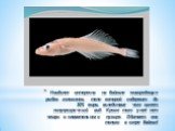 Наиболее интересна на Байкале живородящая рыбка голомянка, тело которой содержит до 30% жира, вследствие чего имеет полупрозрачный вид. Кроме того у неё нет чешуи и плавательного пузыря. Обитает она только в озере Байкал!
