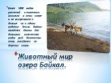 Более 1800 видов растений и животных возникли в этом озере и не встречаются больше ни в одном водоёме Земли. Байкал является домом для большого количества видов рыб. Множество птиц гнездится по берегам озера. Животный мир озера Байкал.