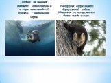 Только на Байкале обитает единственный в мире пресноводный тюлень – байкальская нерпа. На берегах озера живёт баргузинский соболь. Животное не встречается более нигде в мире.