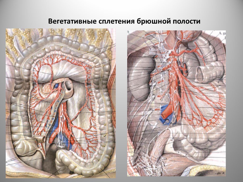 Нервные узлы сплетения. Брюшное аортальное сплетение узлы. Чревный нерв анатомия. Брыжеечное сплетение анатомия. Топография чревного сплетения.
