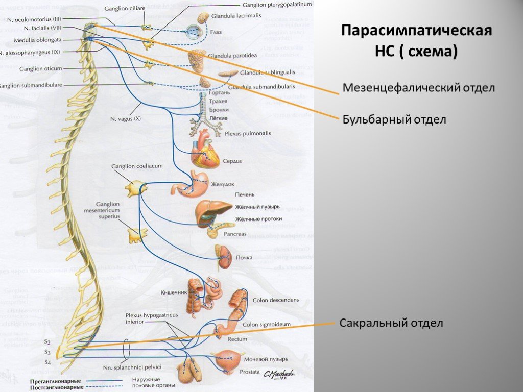 Где расположены симпатические вегетативные ядра. Сакральный отдел парасимпатической нервной системы. Парасимпатическая НС схема. Мезэнцефалический отдел парасимпатической нервной системы. Парасимпатическая нервная система схема.