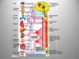 Вегетативная нервная система Слайд: 16