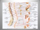 Вегетативная нервная система Слайд: 38