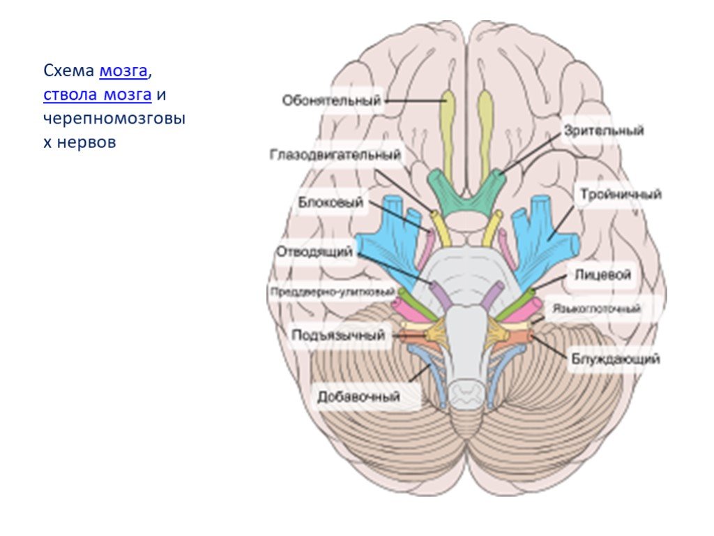 Сколько пар черепных нервов отходит. 9-12 Нервы Черепные нервы. Черепные нервы 12 пар череп. Черепно-мозговые нервы 12 пар анатомия. 12 Пар черепных нервов выход из черепа.