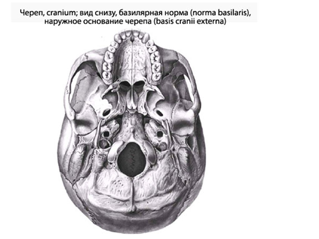 В правом черепе. Наружное основание черепа строение анатомия. Кости основания черепа анатомия. Основание черепа снизу анатомия. Череп человека наружное основание.