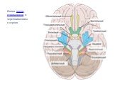 Схема мозга, ствола мозга и черепномозговых нервов