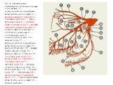 Рис. 4. Схематическое изображение тройничного нерва и его ветвей: 1 — нижнечелюстной нерв (третья ветвь тройничного нерва); 2 — уровень овального отверстия в основании черепа; 3 — ушно-височный нерв; 4 — нижний альвеолярный нерв; 5 — уровень отверстия нижней челюсти; 6 — нижнее зубное сплетение; 7 —