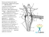Схема расположения ядер и связей ядер тройничного нерва: 1 — ядро (нижнее) спинномозгового тракта тройничного нерва; 2—мостовое ядро тройничного нерва; 3—двигательное ядро; 4 — ядро среднемозгового тракта тройничного нерва; 5 — волокна вентрального тройнично-таламического тракта; 6 — волокна дорзаль