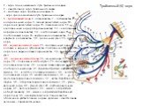 Тройничный (V) нерв. 1 - ядро спинномозгового пути тройничного нерва; 2 - двигательное ядро тройничного нерва; 3 - мостовое ядро тройничного нерва; 4 - ядро среднемозгового пути тройничного нерва; 5 - тройничный нерв; 6 - глазная ветвь; 7 - лобная ветвь; 8 - носоресничный нерв; 9 - задний решетчатый