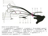 Схема I ветви тройничного нерва. 1 — n. supratrochlearis: 2 — n. frontalis: 3 — n. lacrimalis: 4 — fissura orbitalis superior; 5 — r. meningeus; 6 — n. ophthalmicus; 7 — gangl. trigeminale; 8 — n. nasociliaris; 9 — radix oculomotoria; 10 — n. oculomotorius: 11 — gangl. ciliare; 12 — nn. ciliares bre