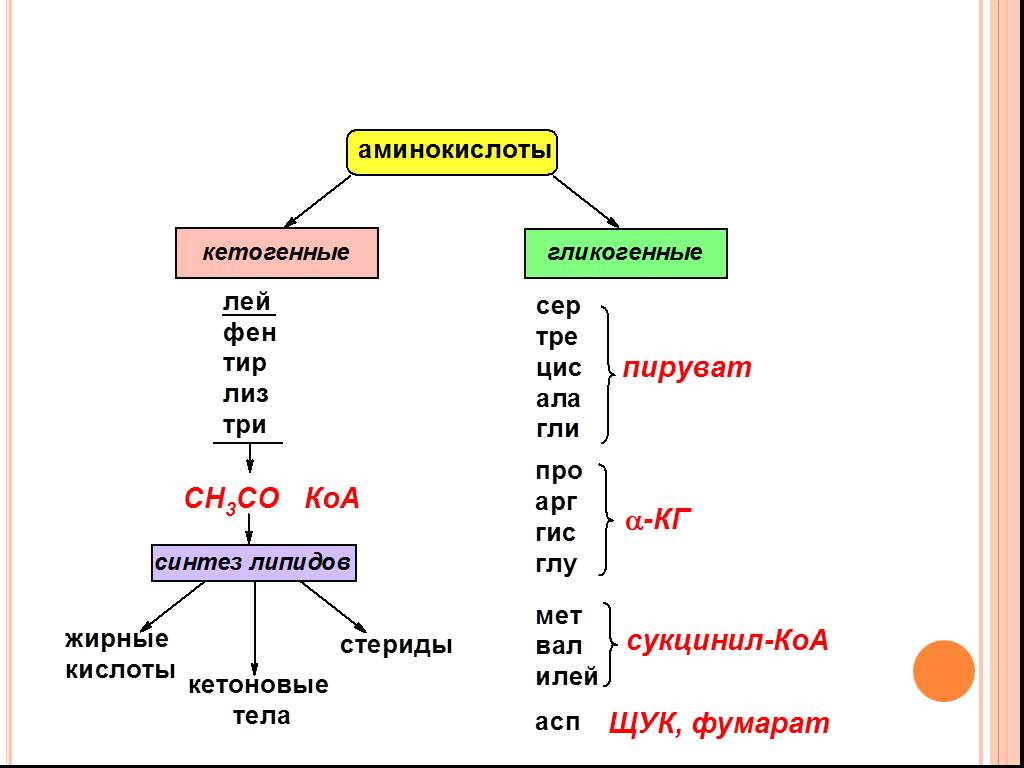 Лей про сер арг ала. Кето и гликогенные аминокислоты. Кетогенные и глюкогенные аминокислоты. Кетогенные и гликогенные аминокислоты примеры. Гликогеновые аминокислоты.