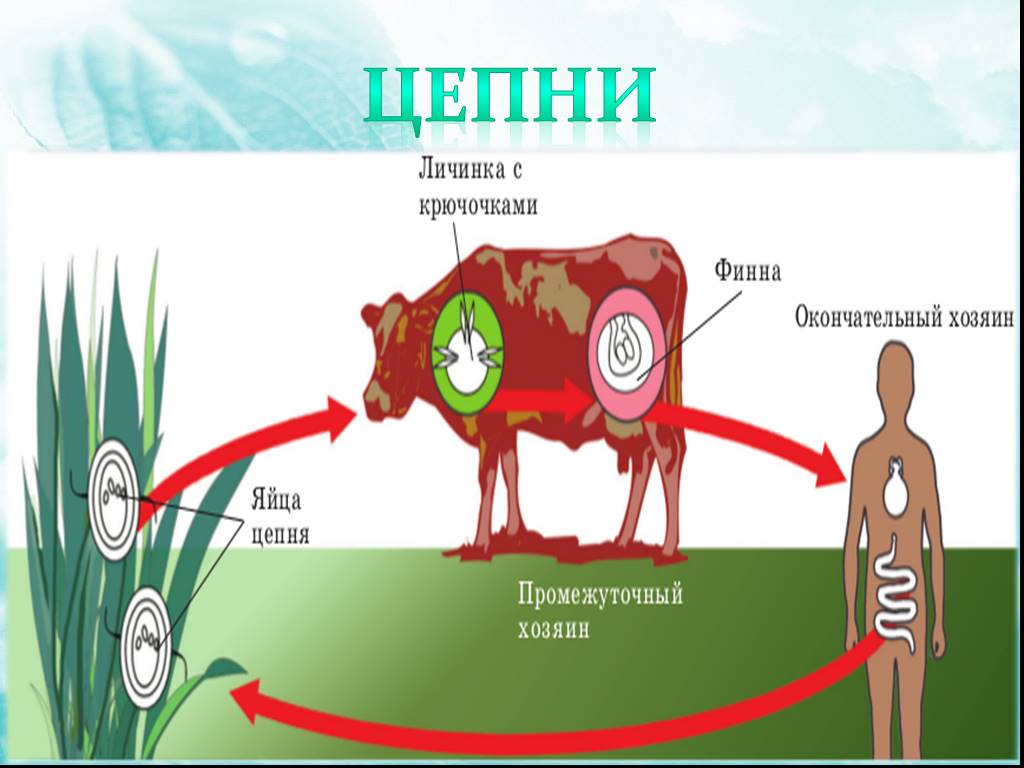 Жизненный цикл бычьего цепня начиная с яиц. Бычий цепень цикл развития 7 класс. Цикл развития бычьего цепня биология 7. Цикл развития бычьего цепня схема. Схема развития бычьего цепня.
