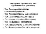 Подцарство Простейшие, или Одноклеточные (Protozoa) Царство Протисты. Тип Саркомастигофоры (Sarcomastigophora) Тип Апикомплексы (Apicomplexa) Тип Миксоспоридии (Myxozoa) Тип Микроспоридии (Microspora) Тип Инфузории (Ciliophora) Тип Лабиринтулы (Labirinthomorpha) Тип Асцетоспоридии (Ascetospora)