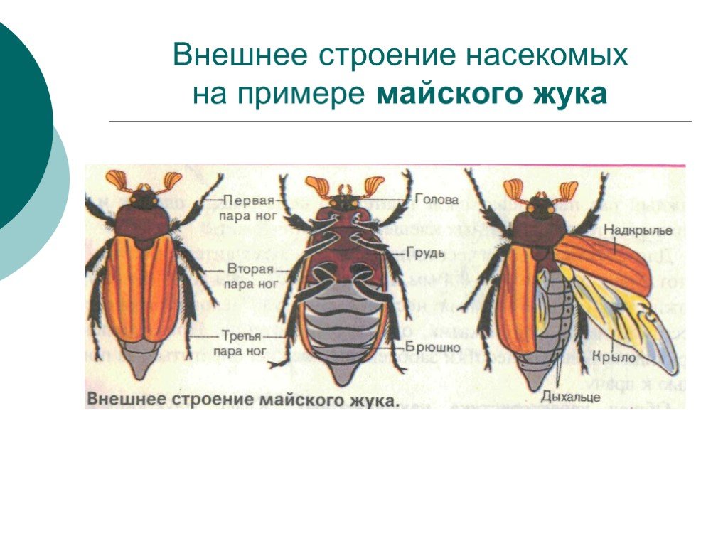 Внешнее строение насекомого на примере майского жука. Майский Жук строение биология. Внешнее строение майского жука. Строение майского жука внешнее строение. Внешнее строение насекомых Майский хрущ.