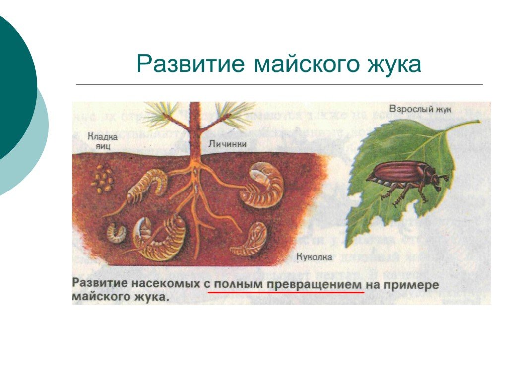 Этапы развития майского жука в картинках