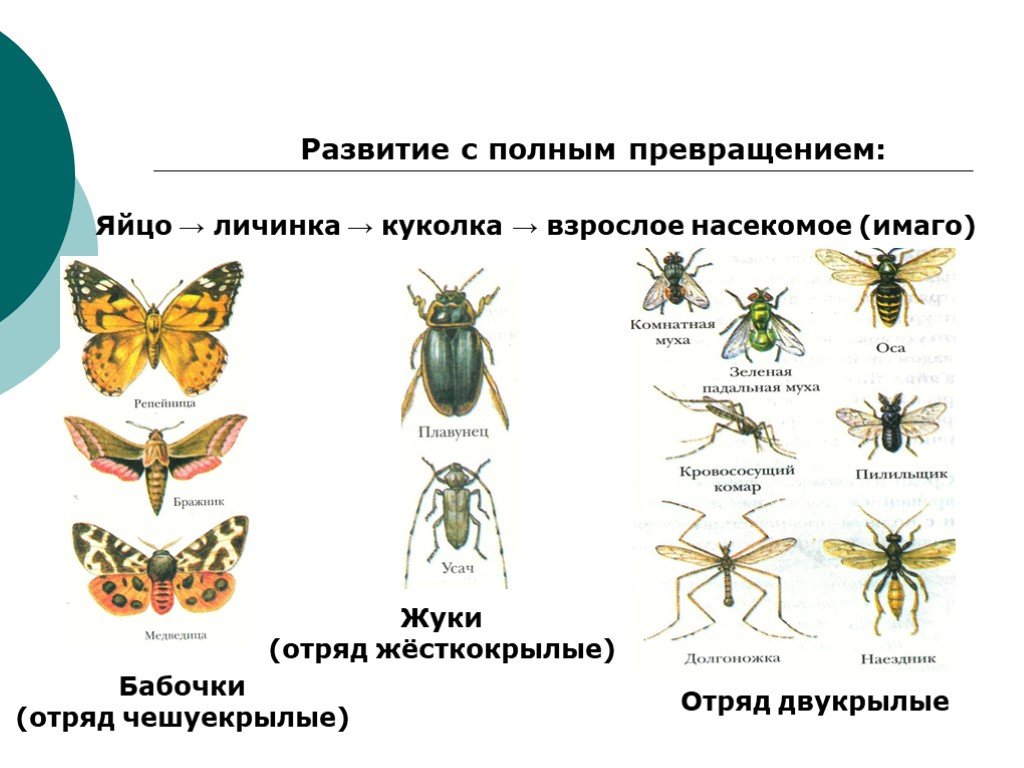 Дать характеристику насекомые с полным превращением