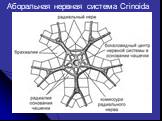 Аборальная нервная система Crinoida