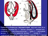 Ядовитая глобиферная педициллярия морского ежа (А) и схема ее строения (Б): 1— кончик створки; 2 — железистый эпителий; 3 — сенсорные волоски; 4 — нерв; 5 — кольцевая мышца; 6 — полость ядовитой железы; 7 — связка; 8 — приводящая мышца; 9 — известковый стебелек; 10 — створка