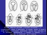 Схема развития целомов у личинки иглокожих: А, Б – отшнуровывание целома от архентерона; В – деление целома на правый и левый мешки; Г – выпячивание целомических мешков вдоль кишечника; Д-Ж – дальнейшие преобразования; 1 – аксоцель; 2 – гидроцель; 3 – гидропора; 4 – личиночный рот; 5 - кишечник