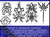 Личинки иглокожих. А - диплеврула; Б - аурикулярия голотурий; В - бипиннария морской звезды; Г - брахиолярия морской звезды с формирующейся маленькой звездочкой; Д - эхиноплутеус морского ежа: 1 - ресничный шнур, 2 - рот, 3 - анус, 4 - брахиоли, 5 - маленькая звездоч- ка, 6 - руки