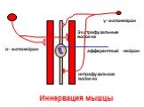 интрафузальное волокно. Иннервация мышцы α- мотонейрон γ- мотонейрон. афферентный нейрон