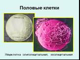 Половые клетки. Яйцеклетка олиголецитальная, изолецитальная