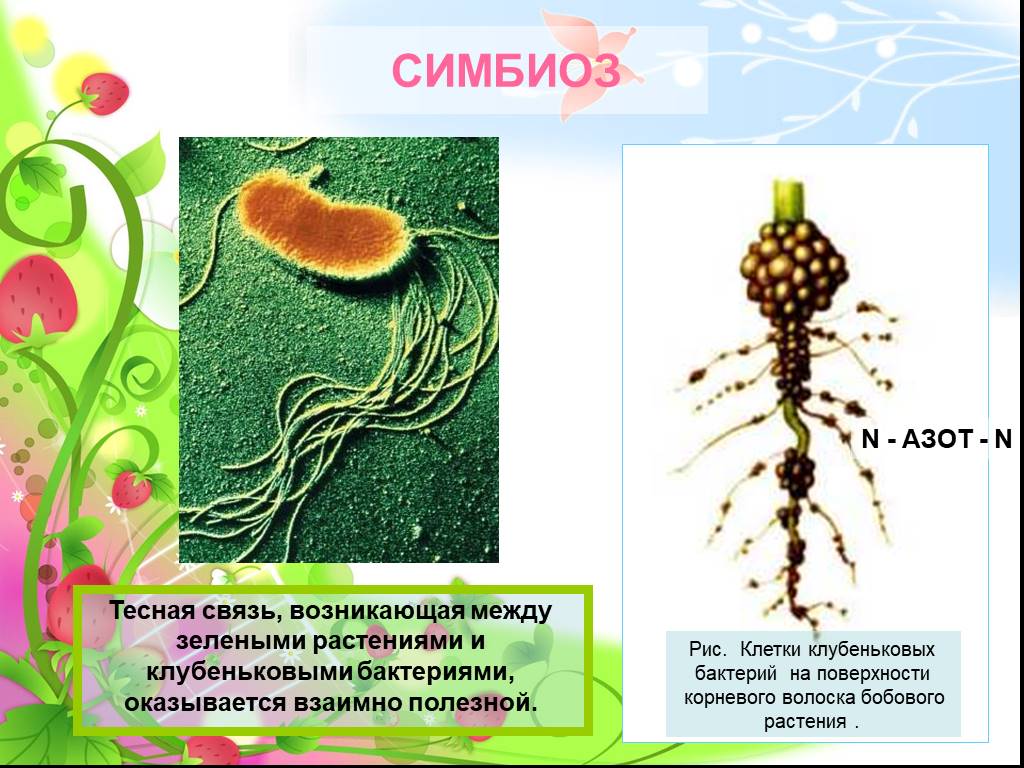 Пример симбиоза бактерий. Симбиоз растений и микроорганизмов. Симбиоз бактерий и растений. Симбиоз клубеньковых бактерий и растений. Клубеньковые бактерии симбиоз.