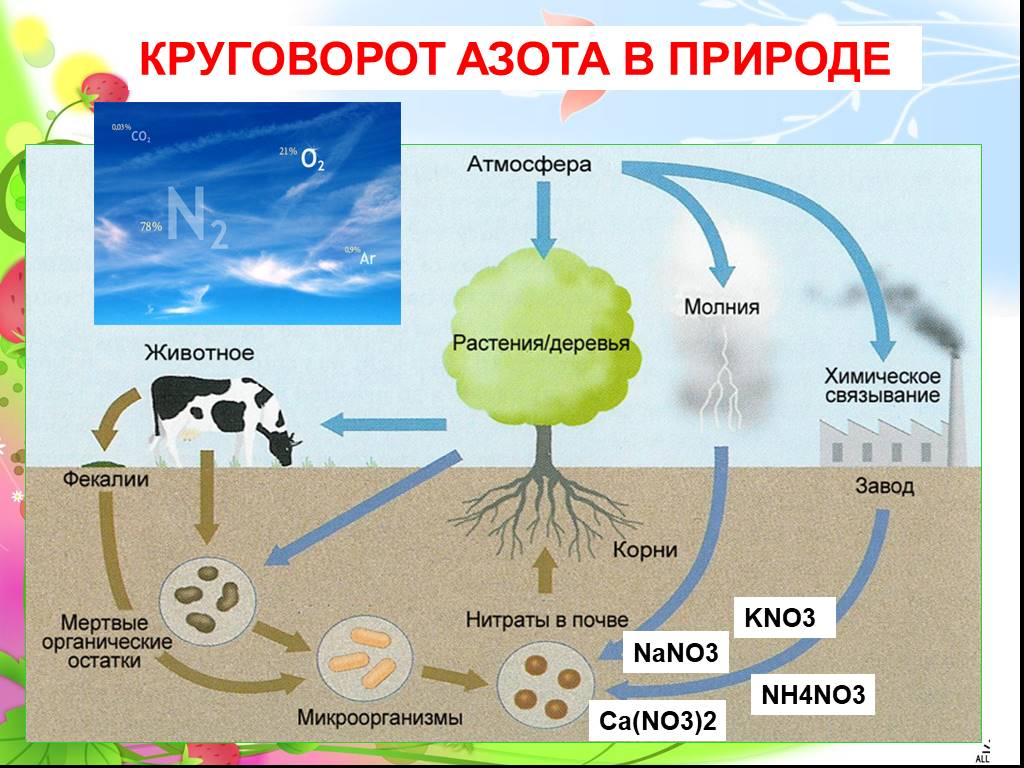 В биосфере масса растений. Круговорот азота в природе рисунок. Схема круговорот азота в природе 9. Круговорот атмосферного азота. Круговорот no2 в природе.