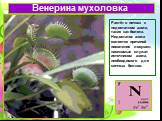 Венерина мухоловка. Растёт в почвах с недостатком азота, таких как болота. Недостаток азота является причиной появления ловушек: насекомые служат источником азота, необходимого для синтеза белков.