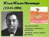 Илья Ильич Мечников (1845-1916). Русский ученый. Занимался вопросами иммунитета. Впервые описал процесс фагоцитоза.
