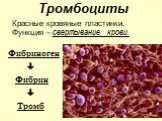 Тромбоциты. Красные кровяные пластинки. Функция – свертывание крови. Фибриноген  Фибрин  Тромб
