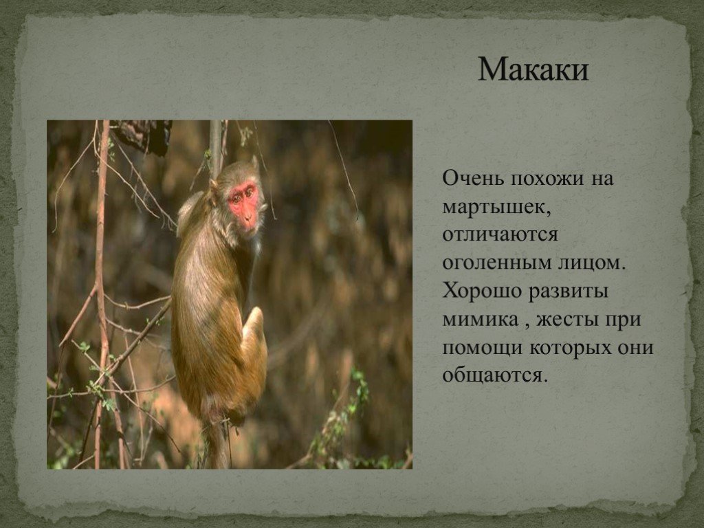 Краткое содержание обезьянка 3 класс. Макаки презентация. Описание обезьяны. Презентация на тему обезьяны. Описание макаки.